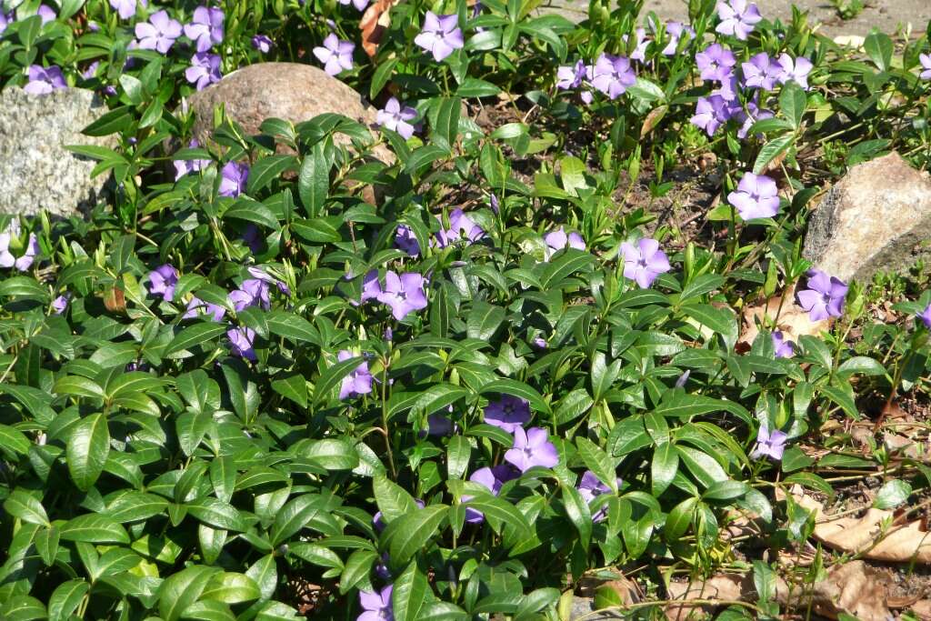 Image of Common Periwinkle