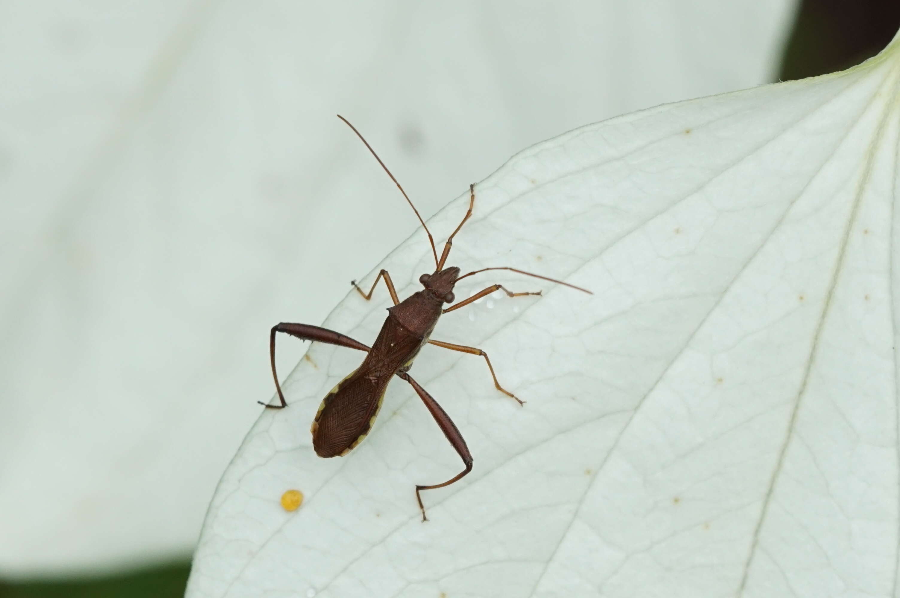 Image of Redbacked broad-headed bug