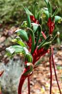 Image of Anigozanthos manglesii D. Don