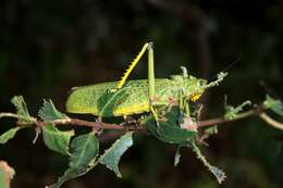 Plancia ëd Phymateus (Phymateus) viridipes Stål 1873