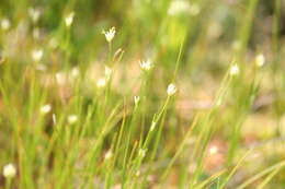 Plancia ëd Rhynchospora alba (L.) Vahl