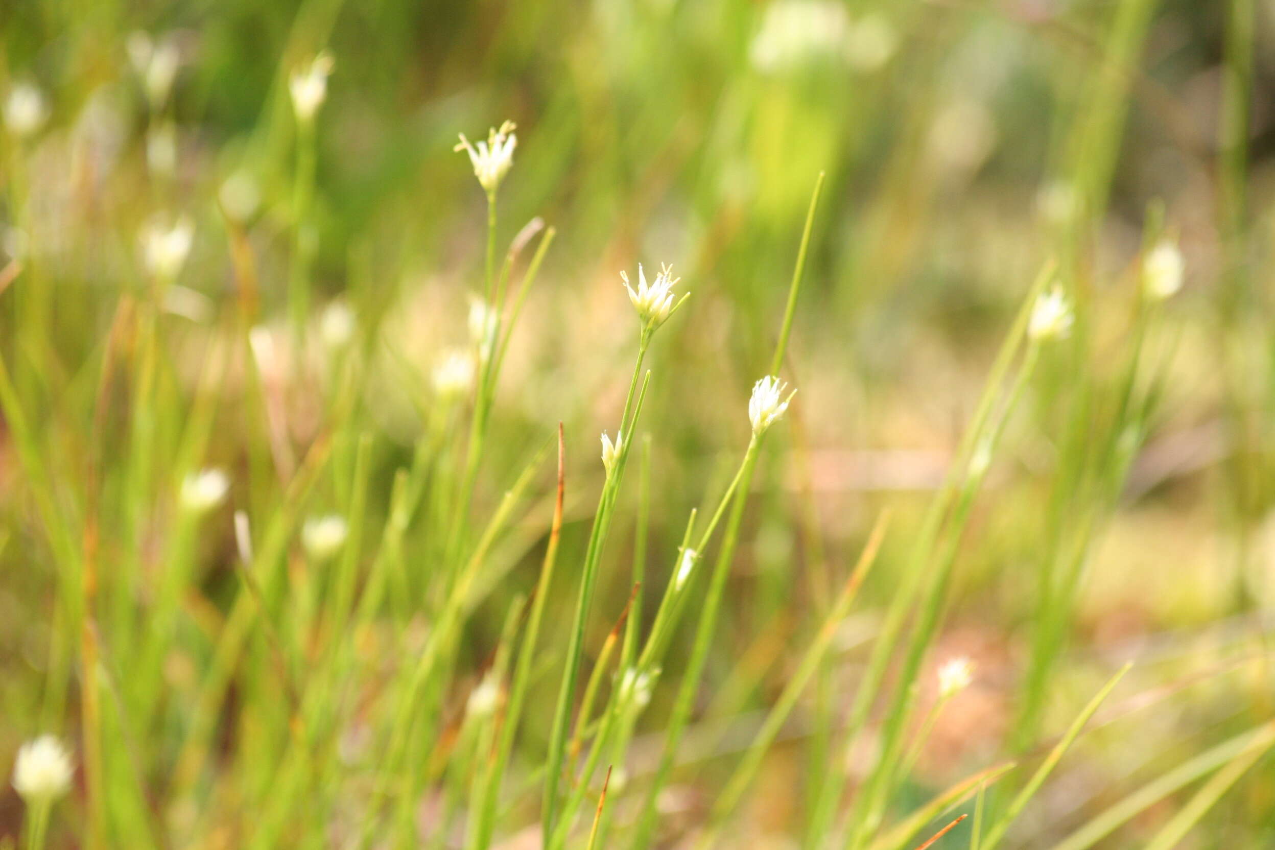 Plancia ëd Rhynchospora alba (L.) Vahl