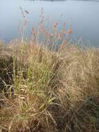 Image of rosha grass