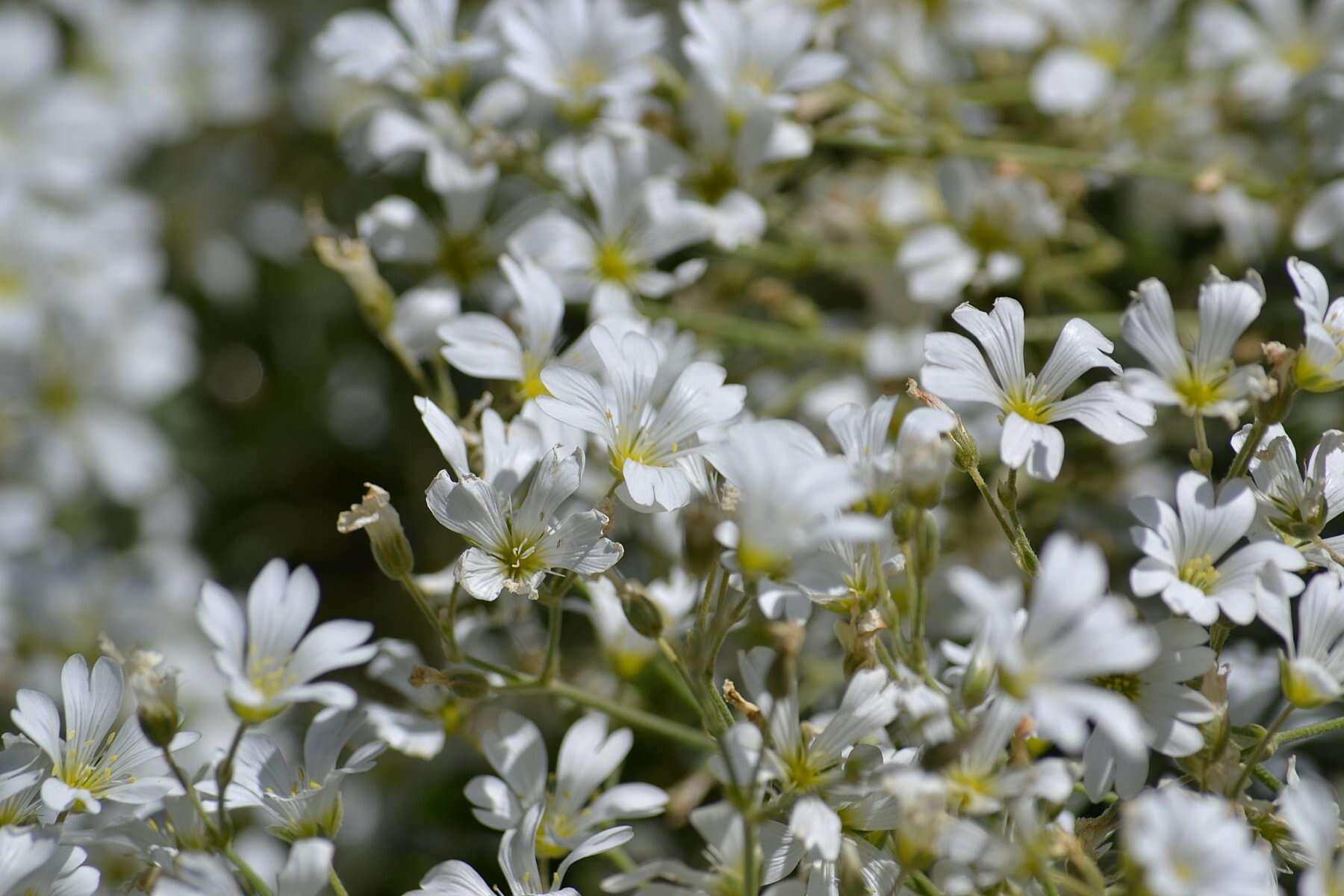 Imagem de Cerastium biebersteinii DC.