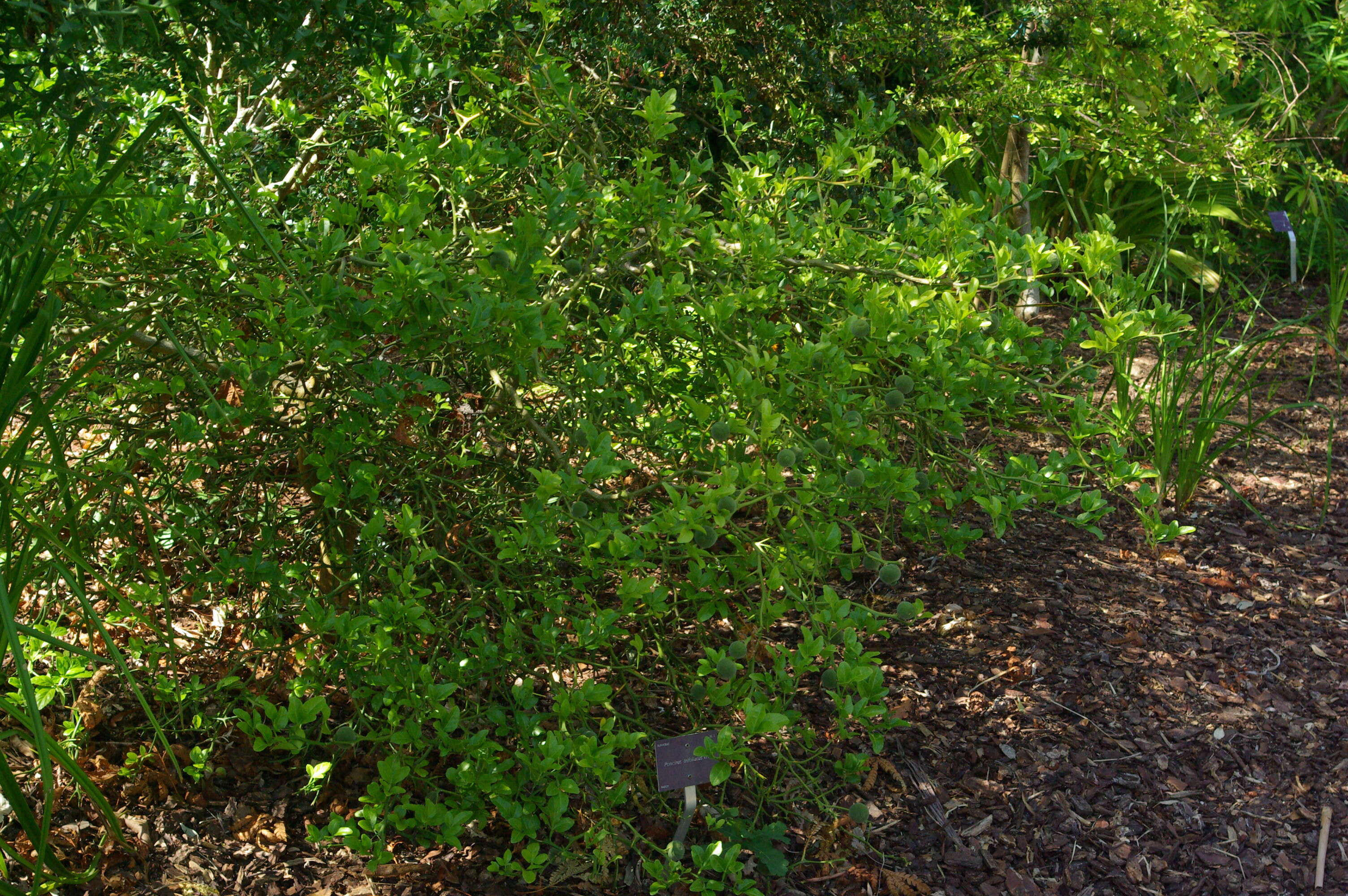 Image of hardy orange