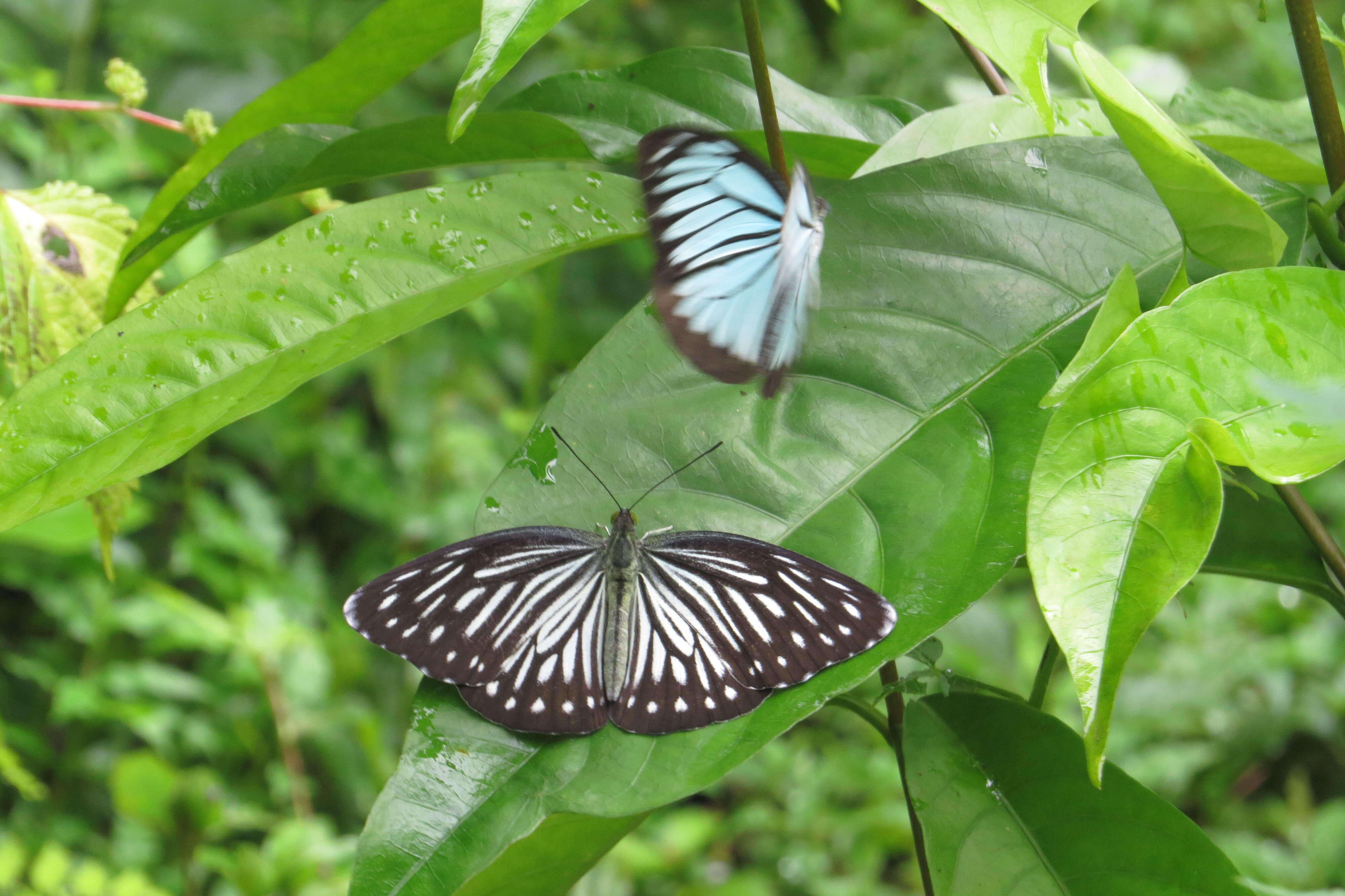 Image of Pareronia hippia