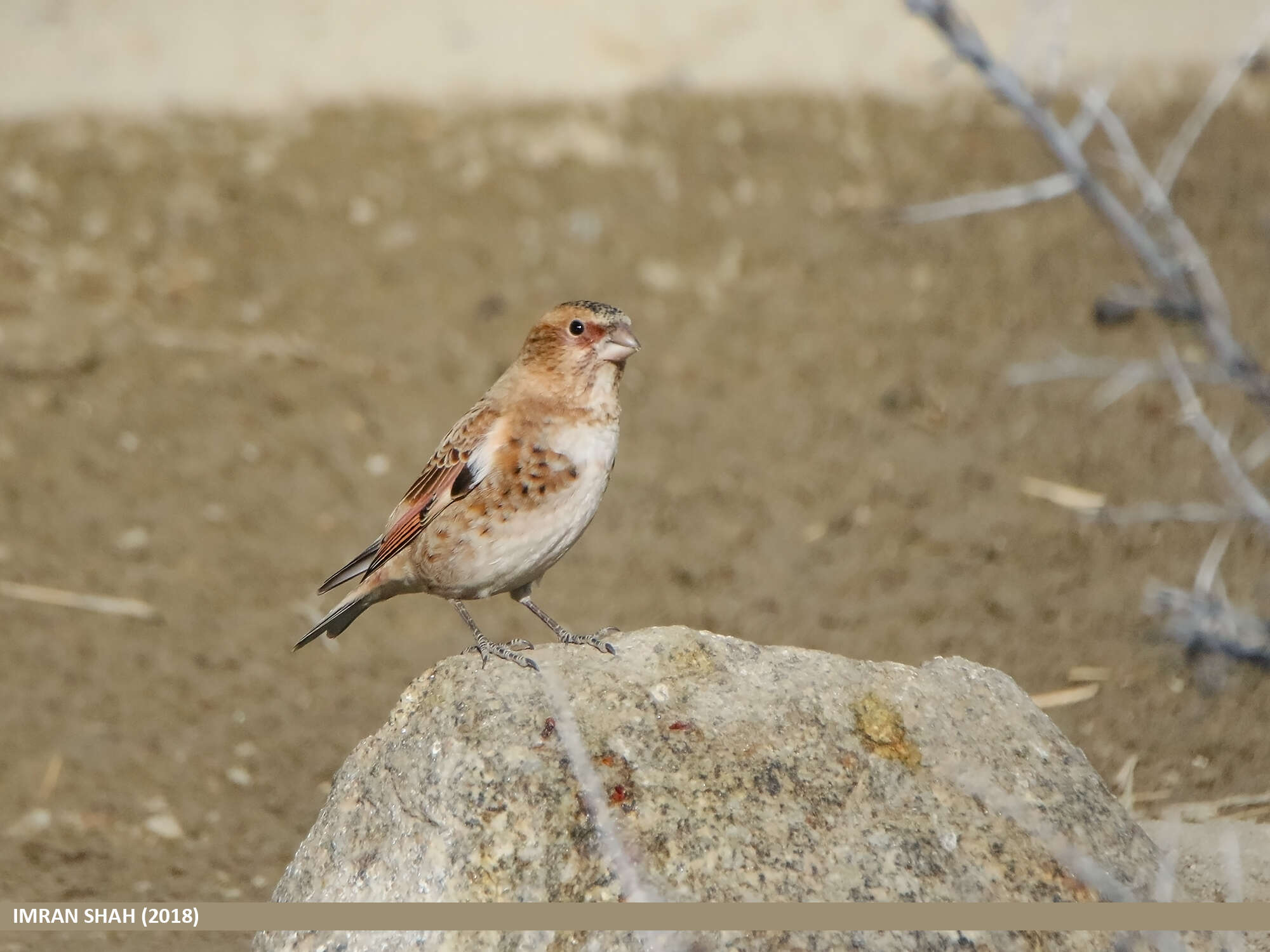 Image of Asian Crimson-winged Finch