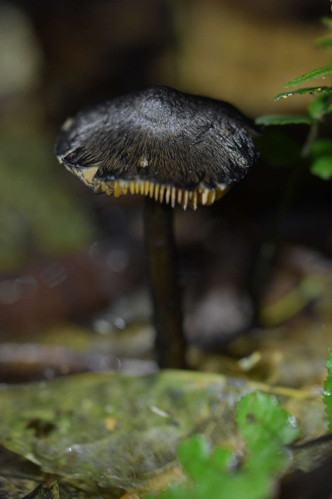 Image of Hygrocybe astatogala R. Heim ex Heinem. 1963