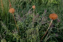 Image of leadplant