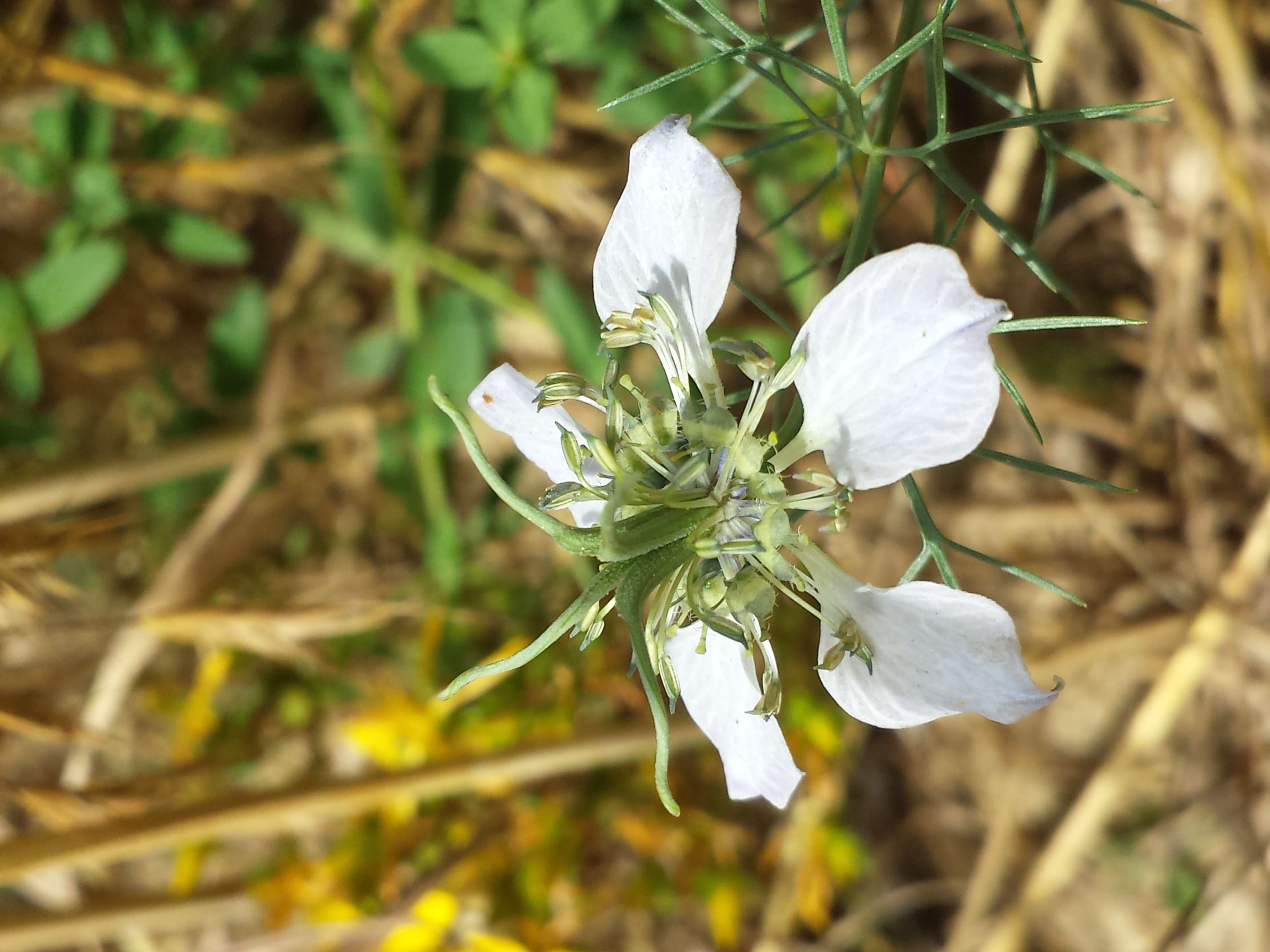 Nigella arvensis L. resmi