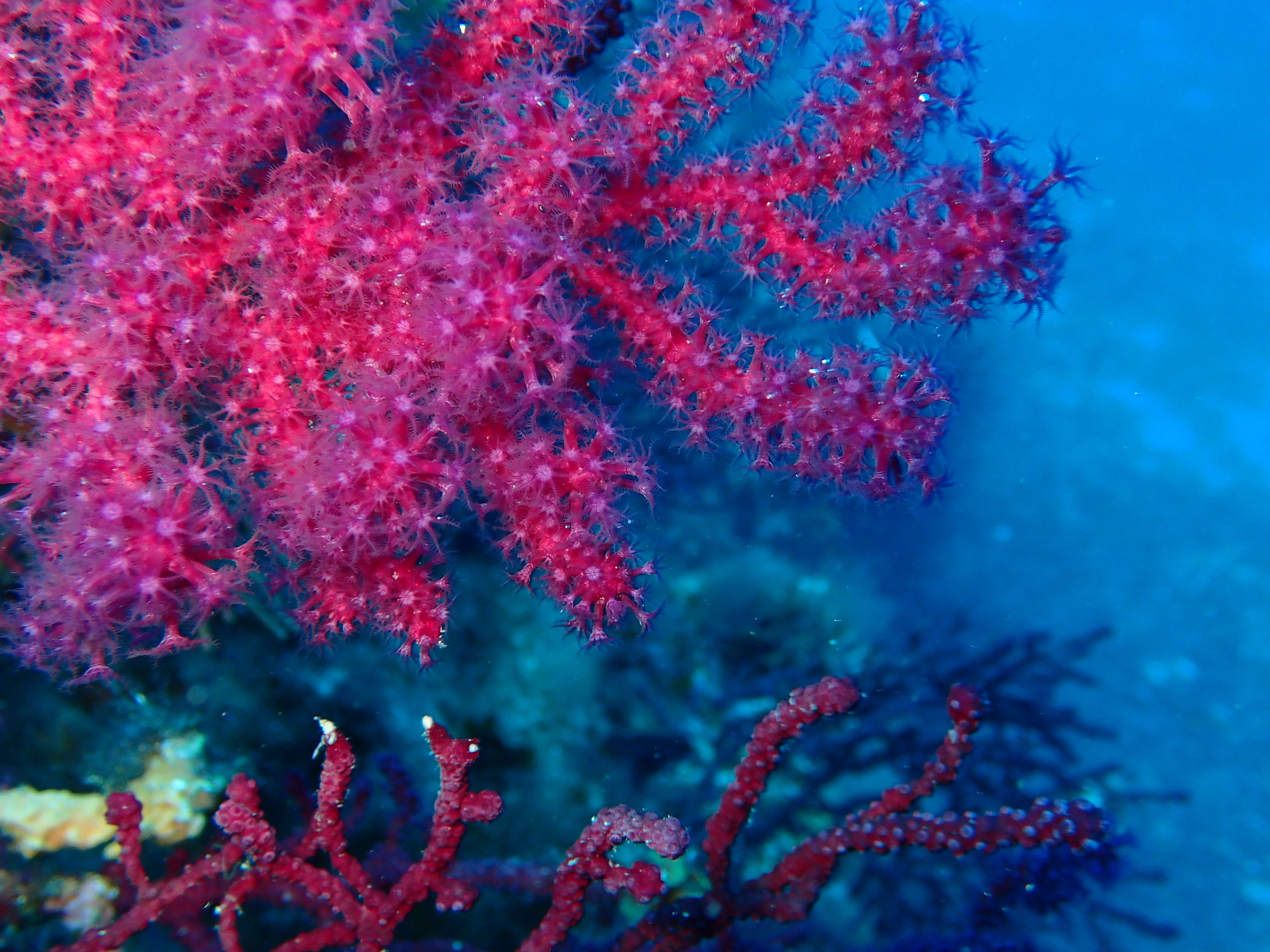 Image of chameleon sea fan