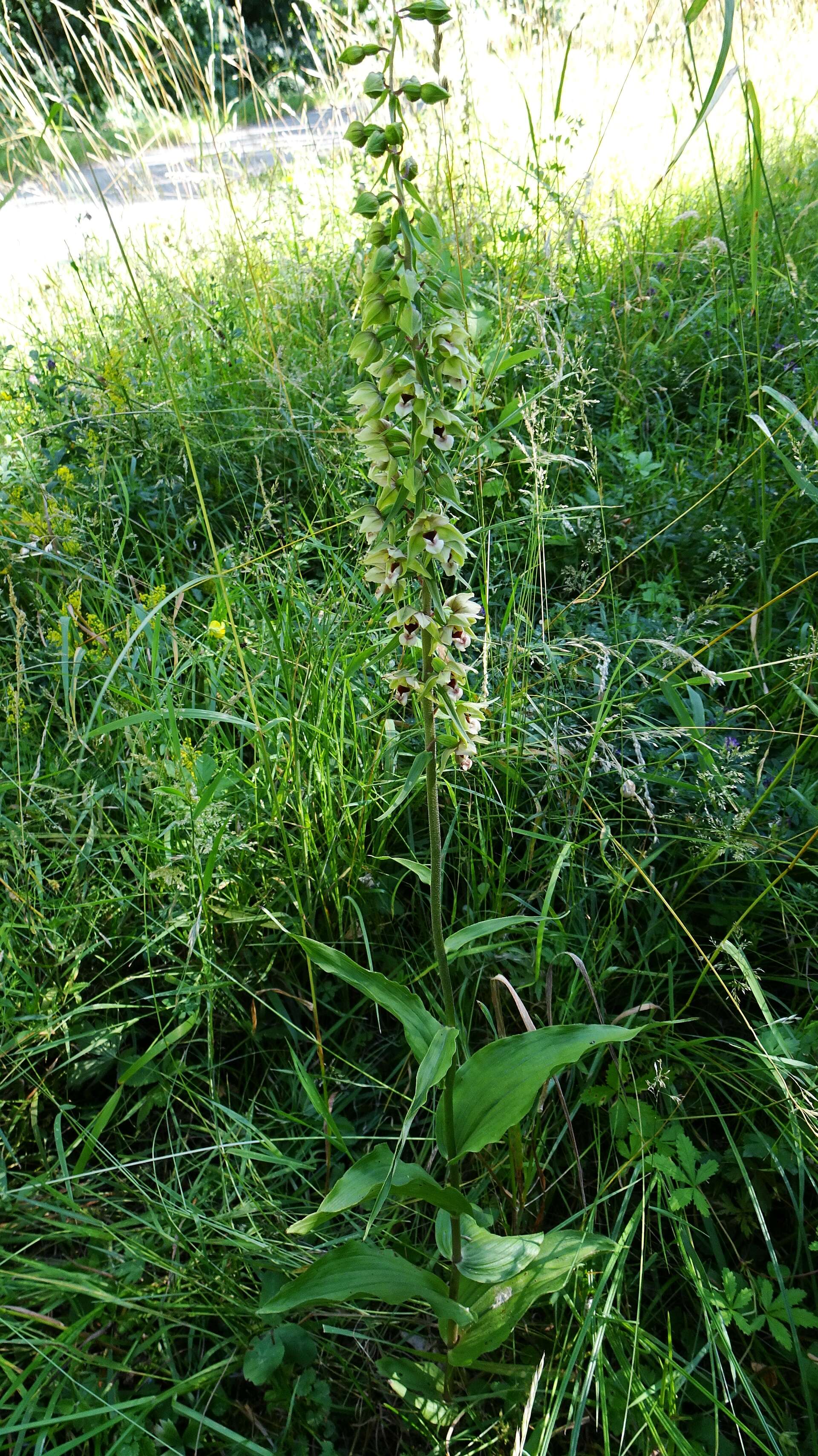 Image of Broad-leaved Helleborine