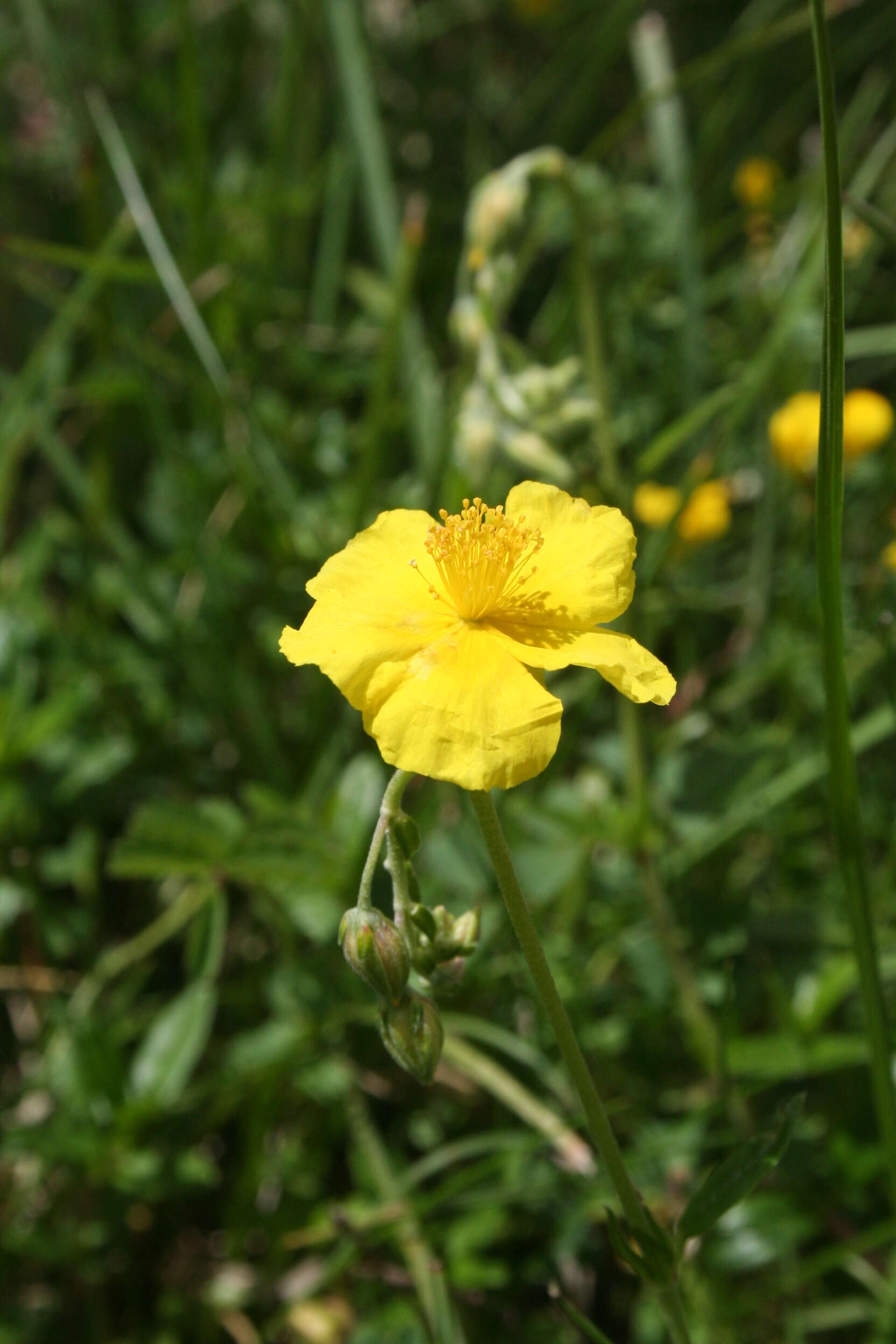 Image of Common Rock-rose