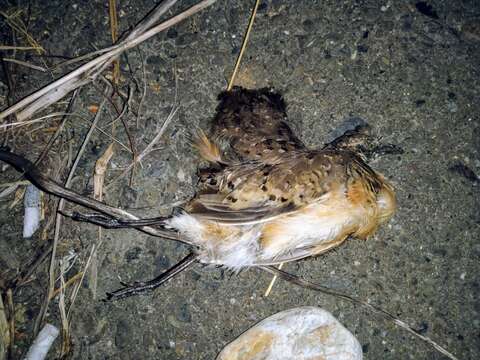 Image of Barred Buttonquail