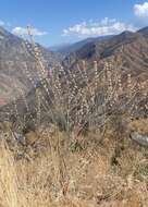 Image of wand buckwheat