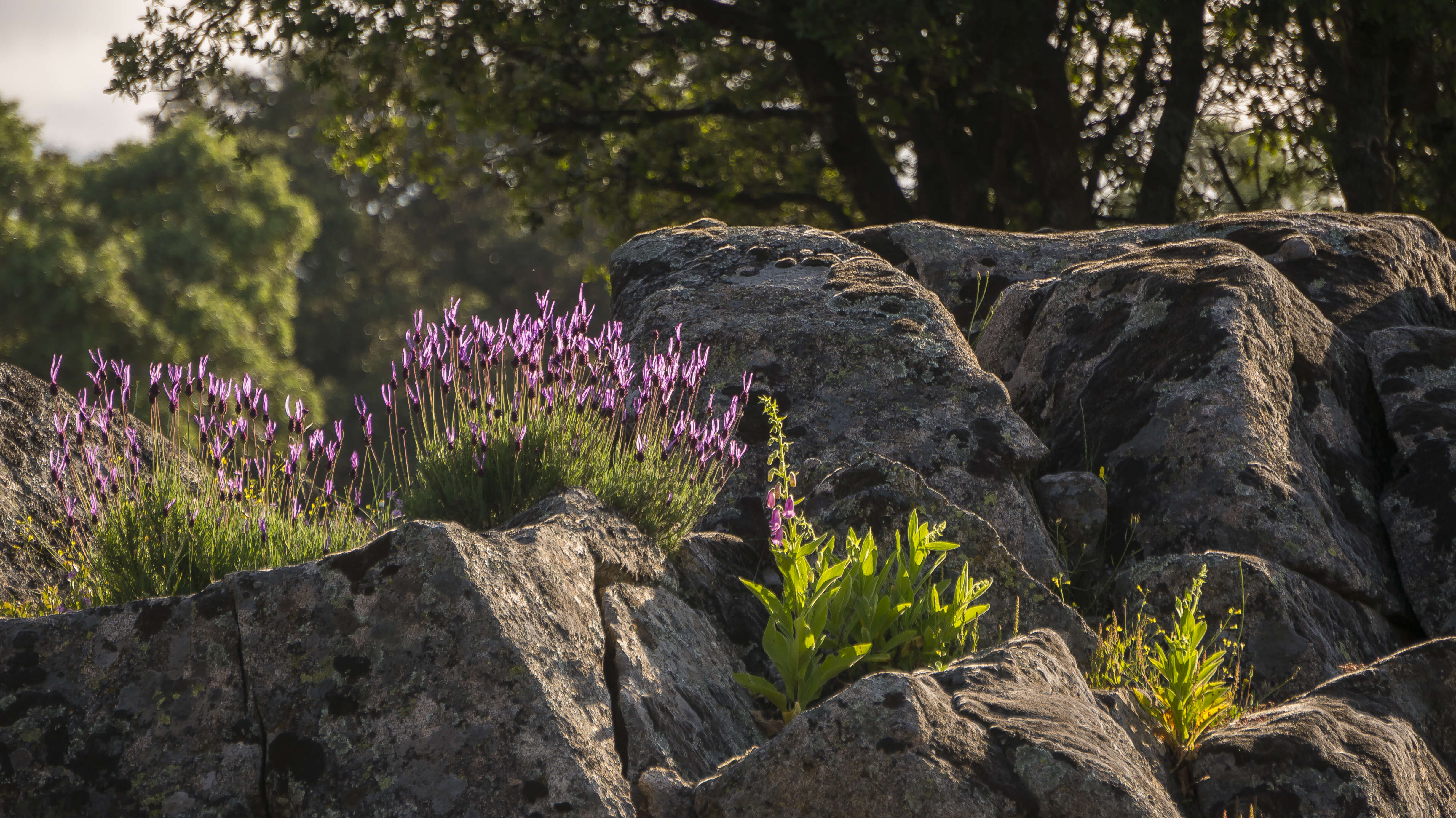 Image of French lavender