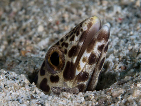 Image of barred conger