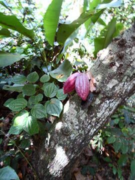 Image of Cacao Tree