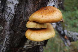 Pholiota aurivella (Batsch) P. Kumm. 1871 resmi