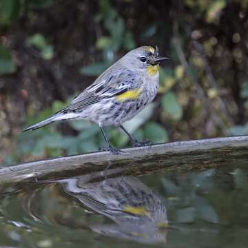 Image of Audubon's Warbler