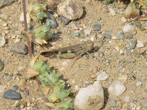 Image of Sudan plague locust