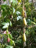 Image of banana passionflower