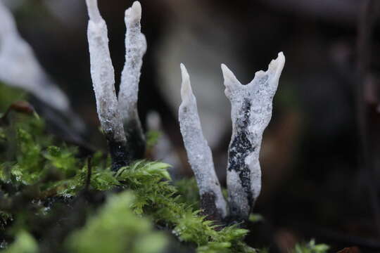 Image of Candle-snuff Fungus