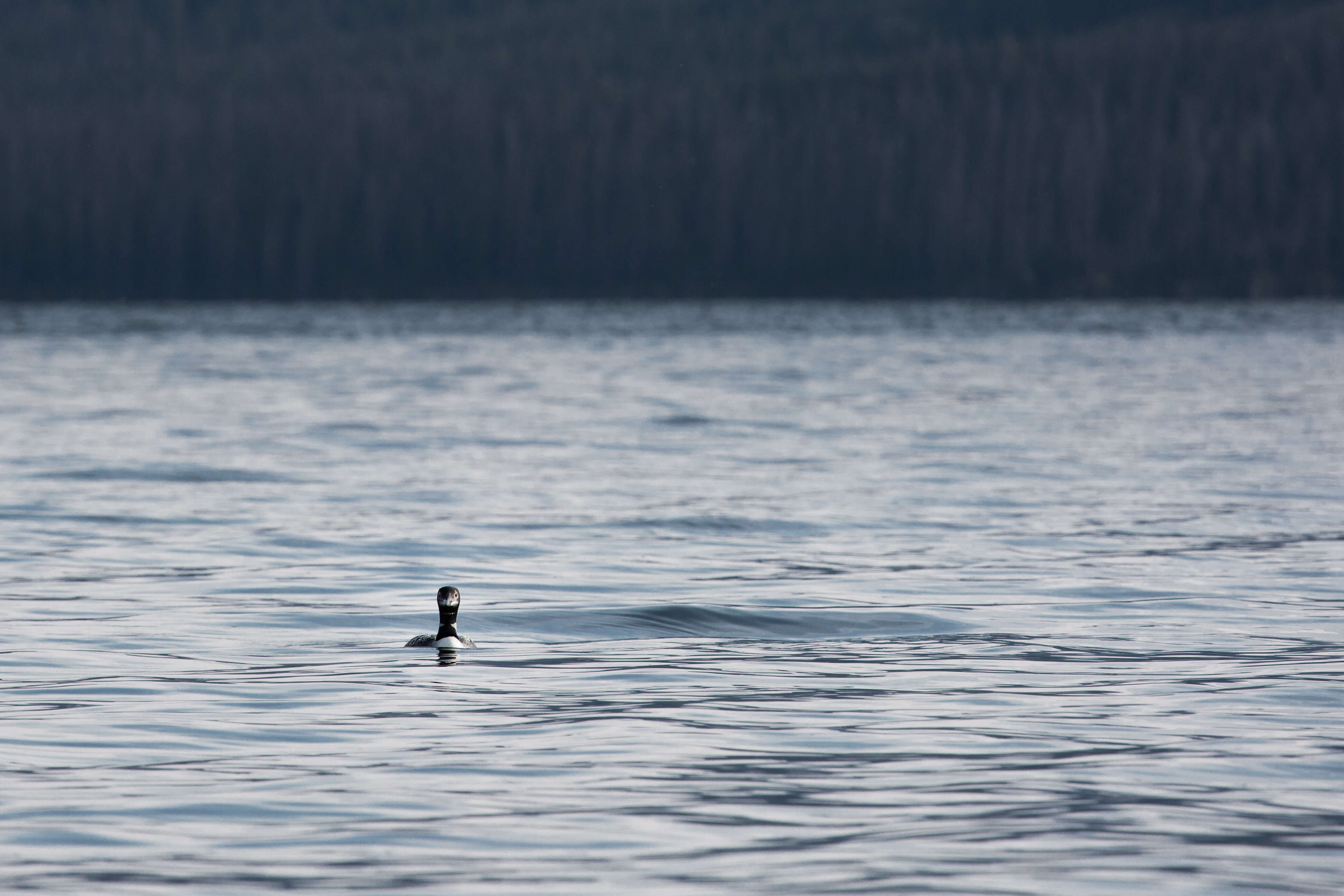 Image of loons