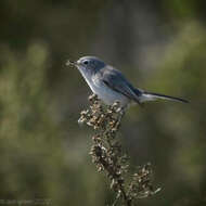 Image of gnatcatchers