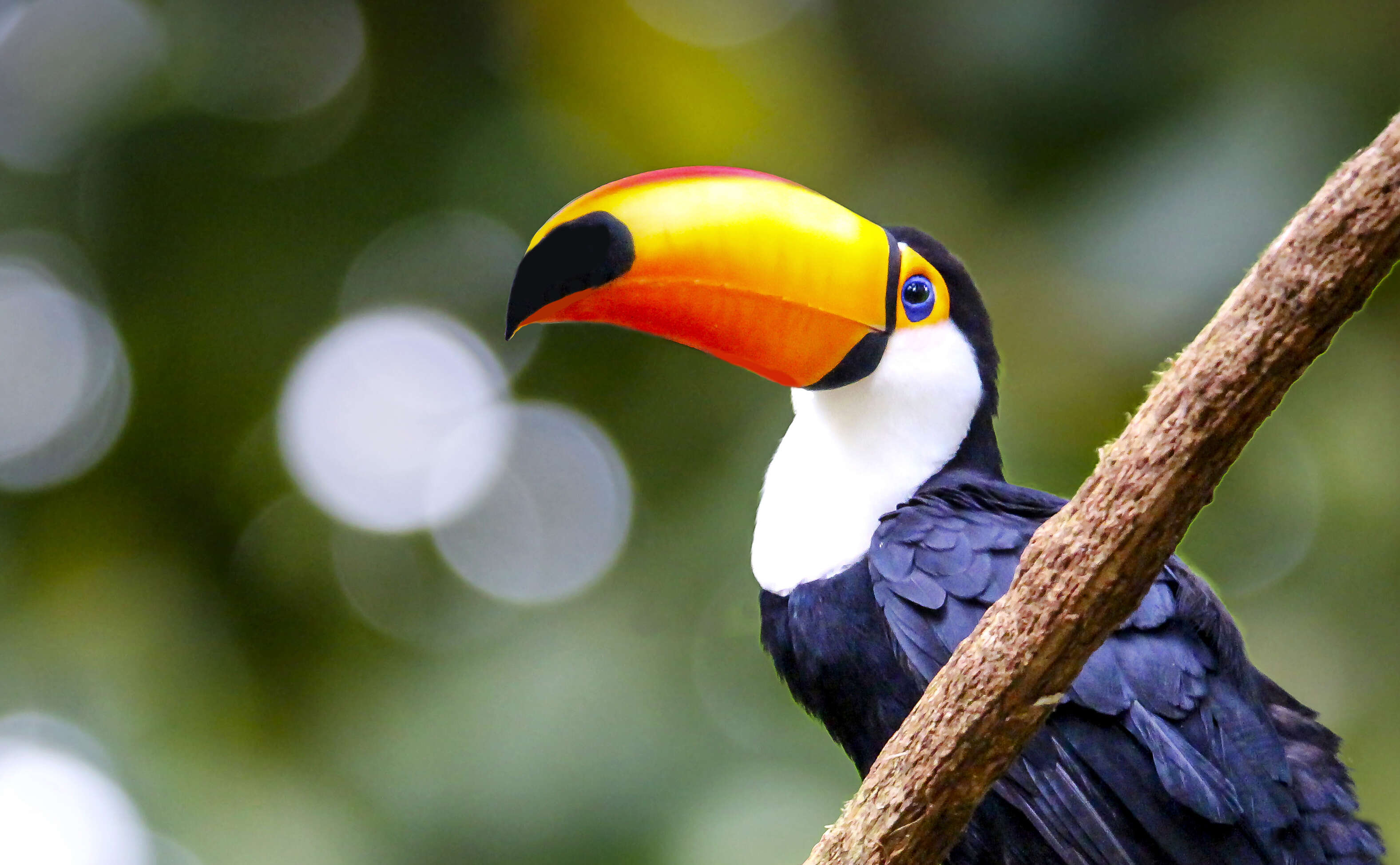 Image of Toco Toucan