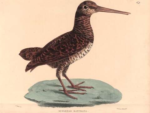 Image of Javan Woodcock