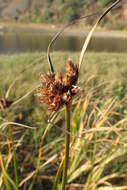 Image of seacoast bulrush