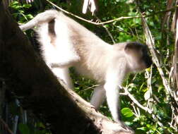 Image of Tana River Crested Mangabey