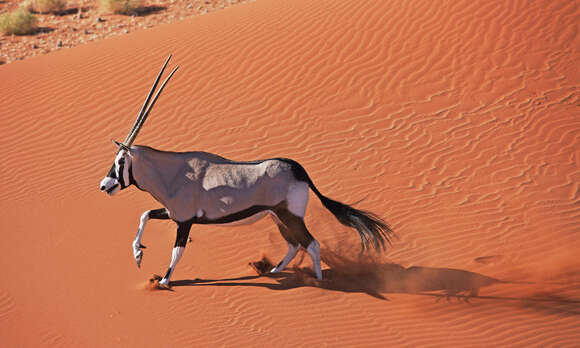 Image of Gemsbok