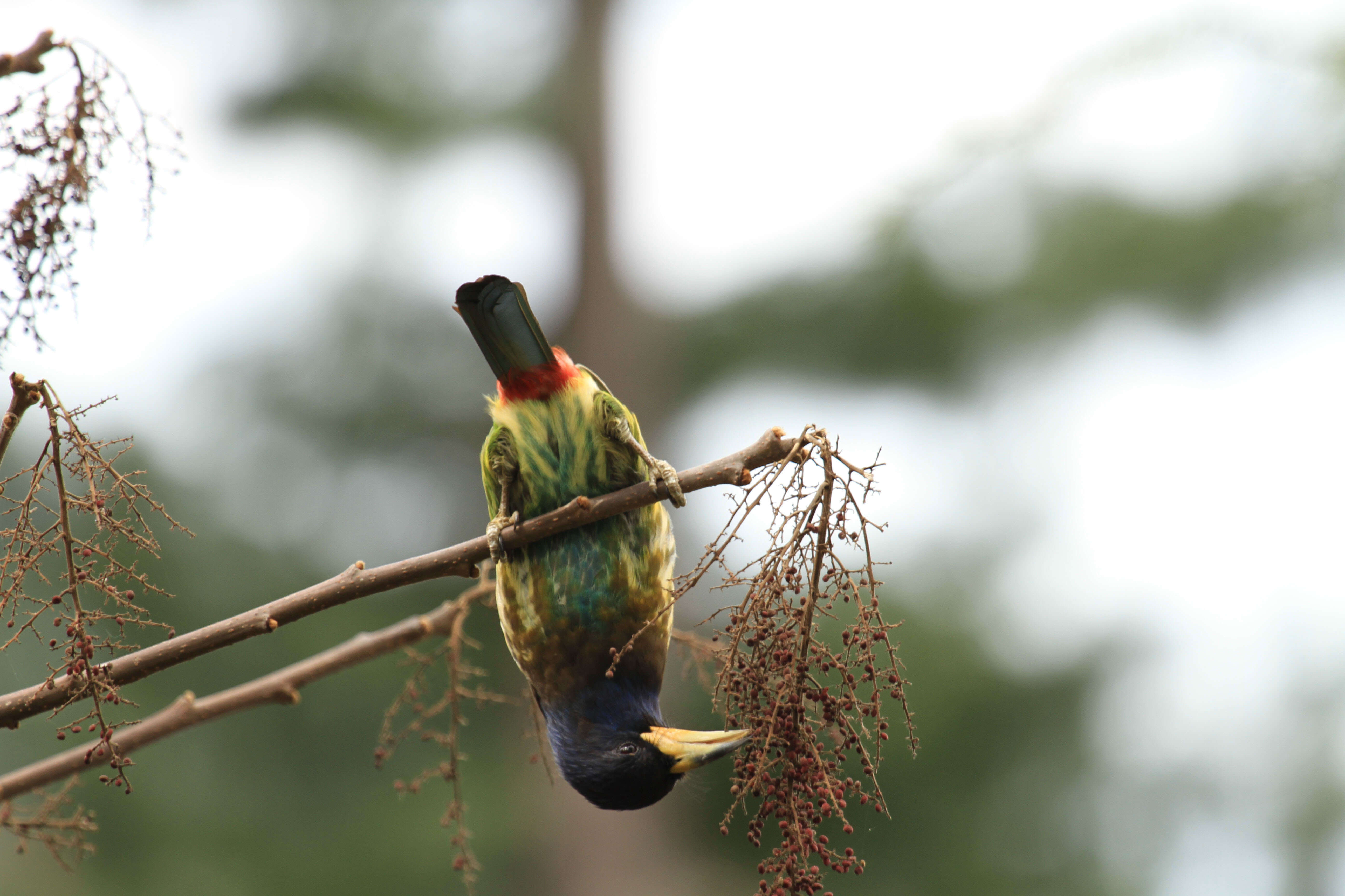 Image of Great Barbet