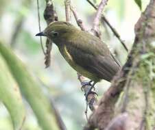 Image of Olivaceous Piha