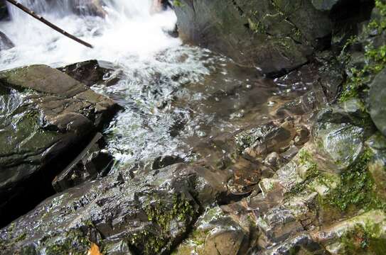 Image of Japanese Stream Toad