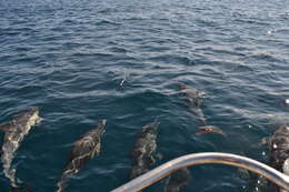 Image of Bottlenose Dolphin