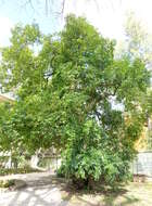 Image of laurel-leaf snailseed