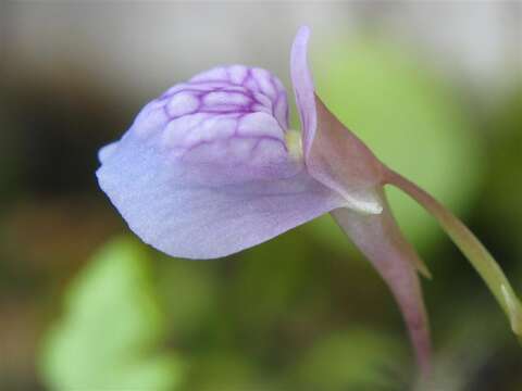 Image of Bladderworts