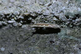 صورة Plutella xylostella Linnaeus 1767