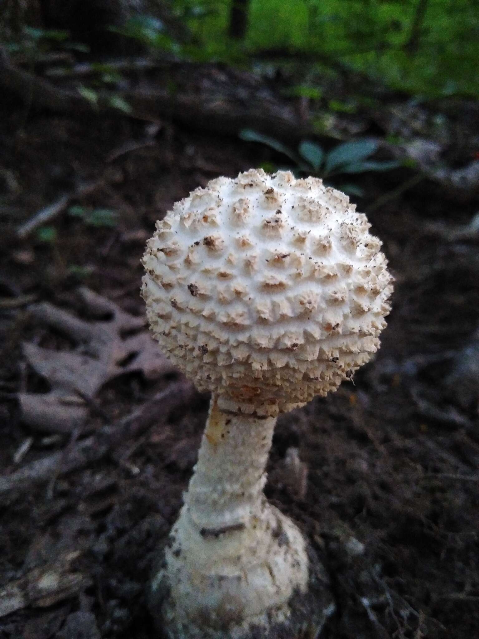 Image of Amanita ravenelii