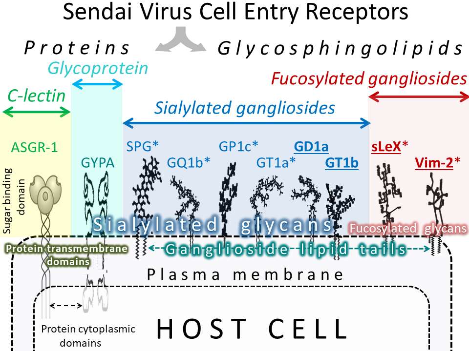 Image of Sendai virus