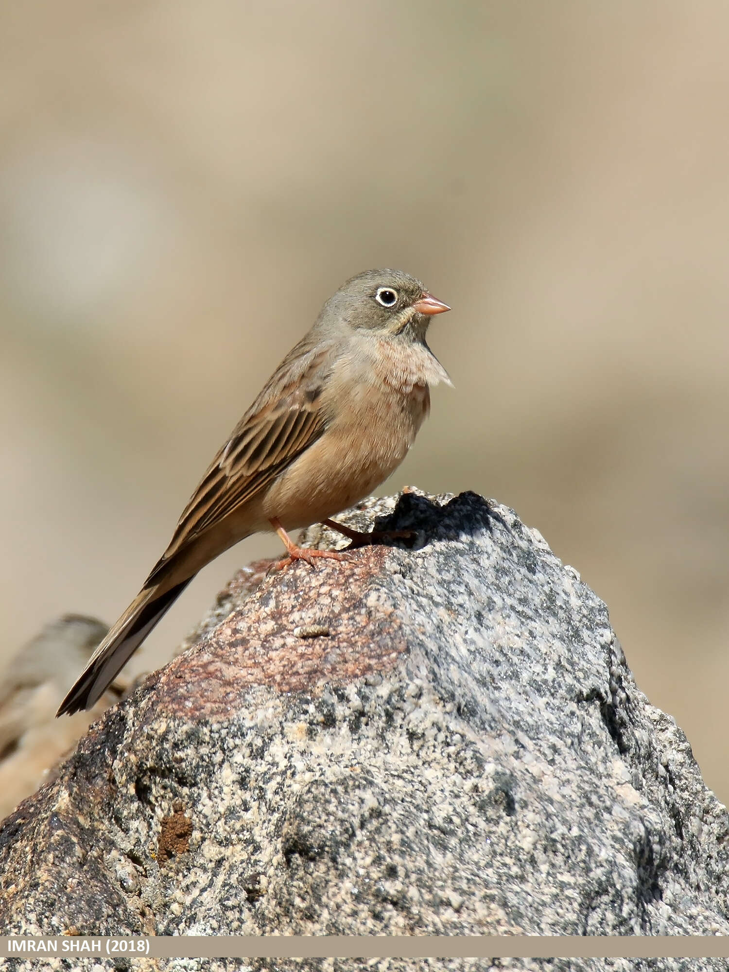 Image of Grey-necked Bunting