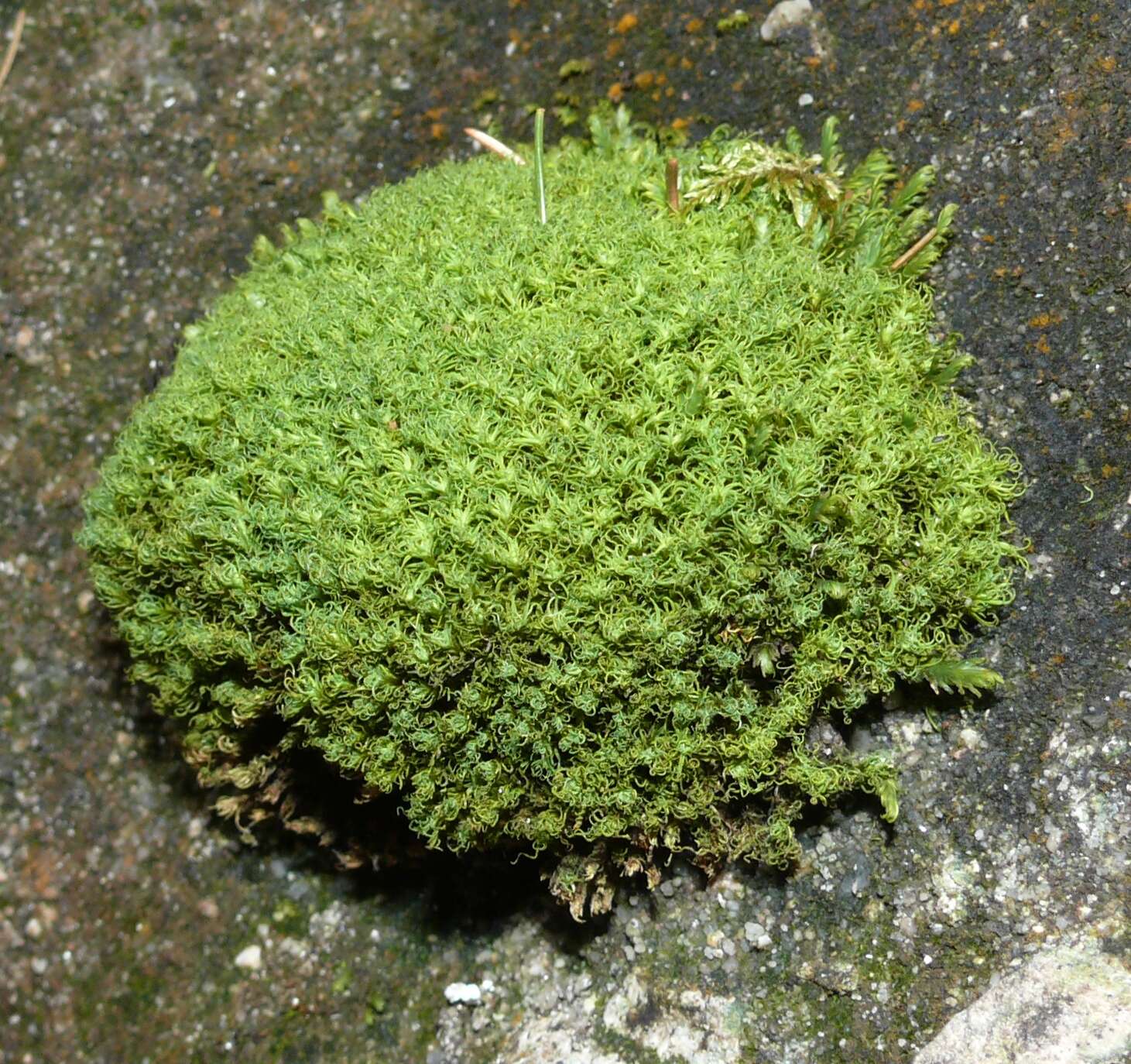 Image of tortella moss