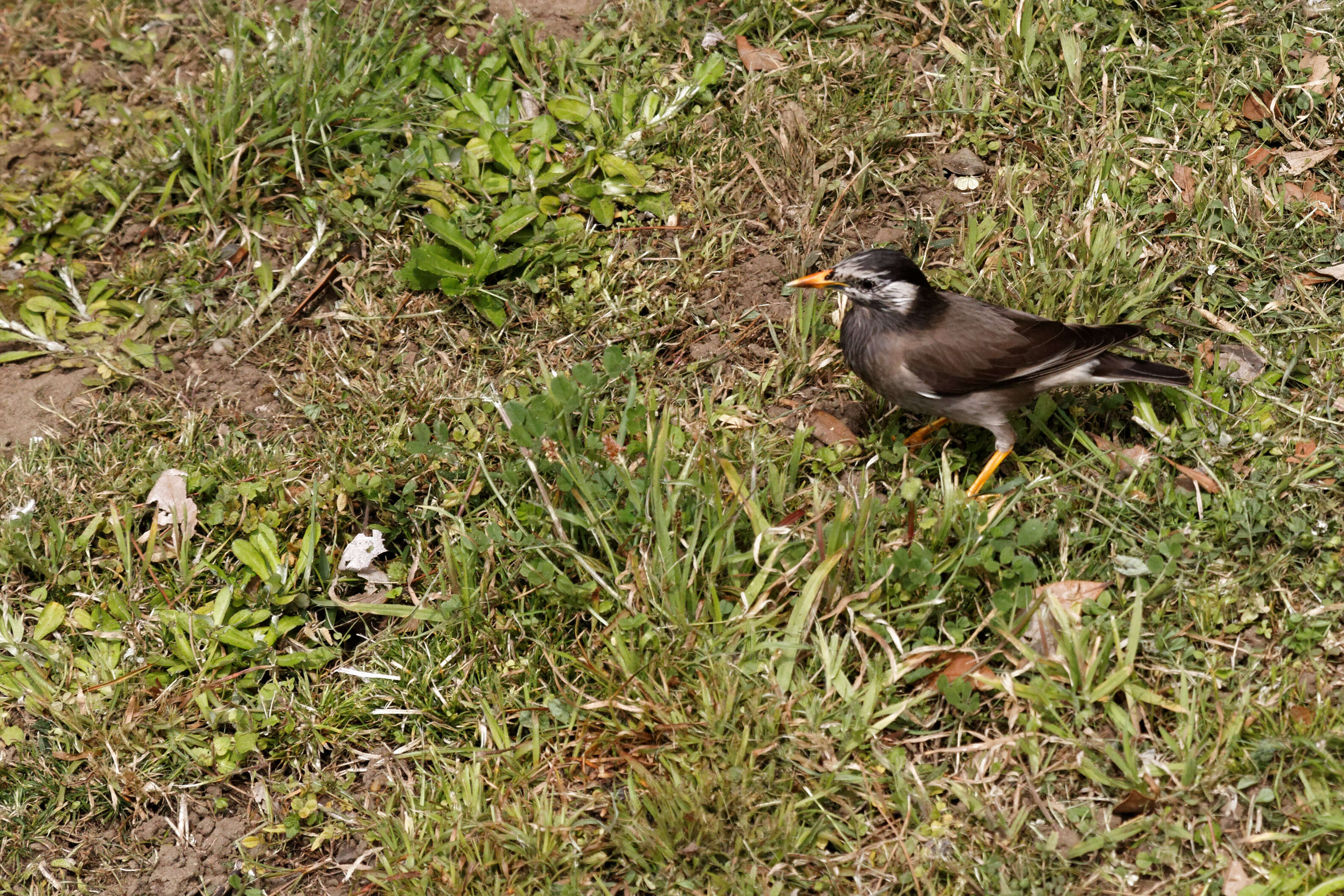 Image of White-cheeked Starling