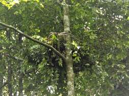 Image of Sumatran orangutan