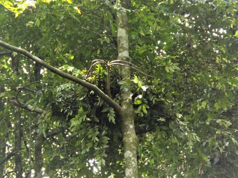 Image of Sumatran orangutan