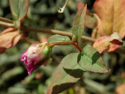 Image of elegant clarkia