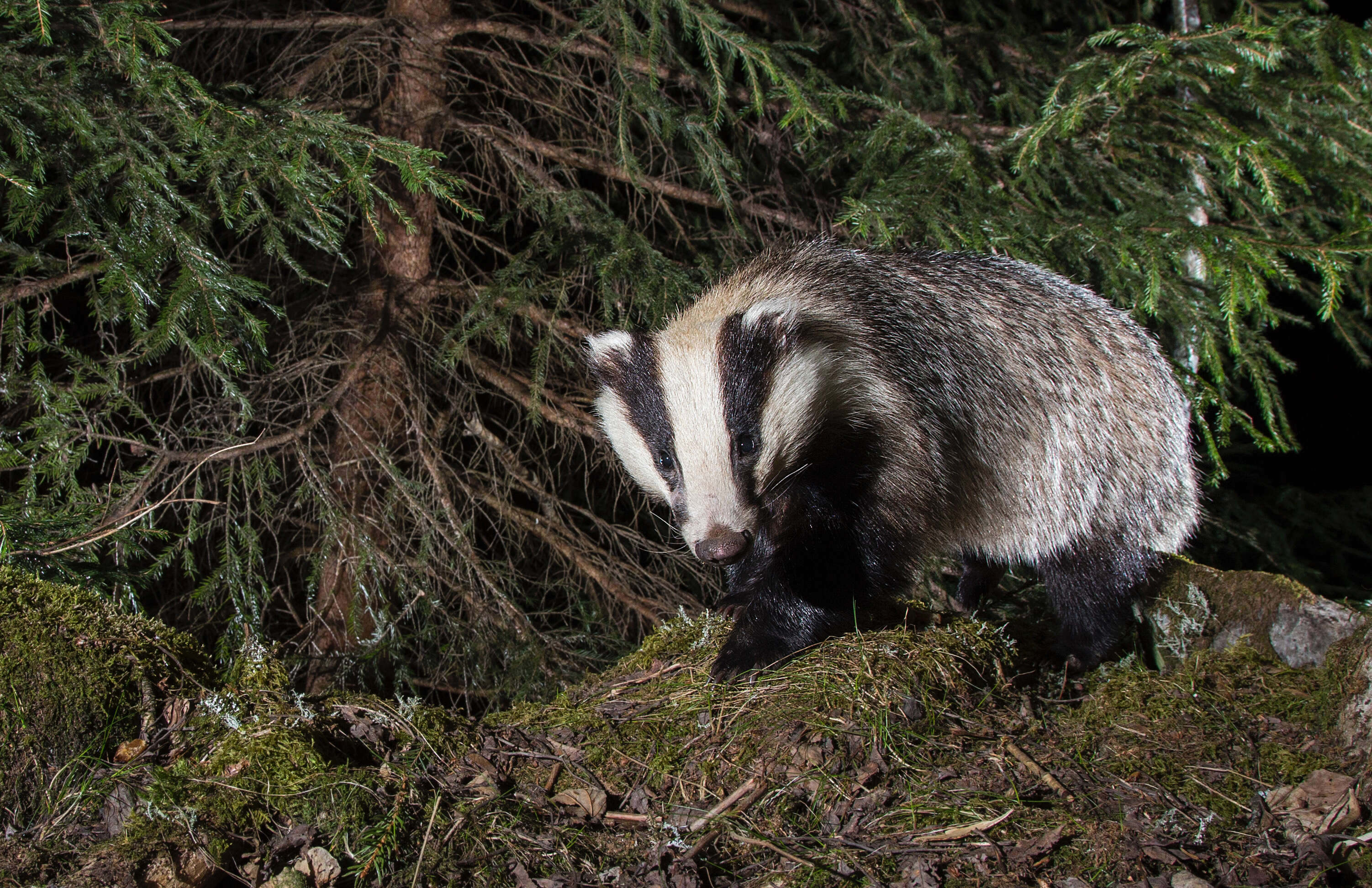 Image of badger